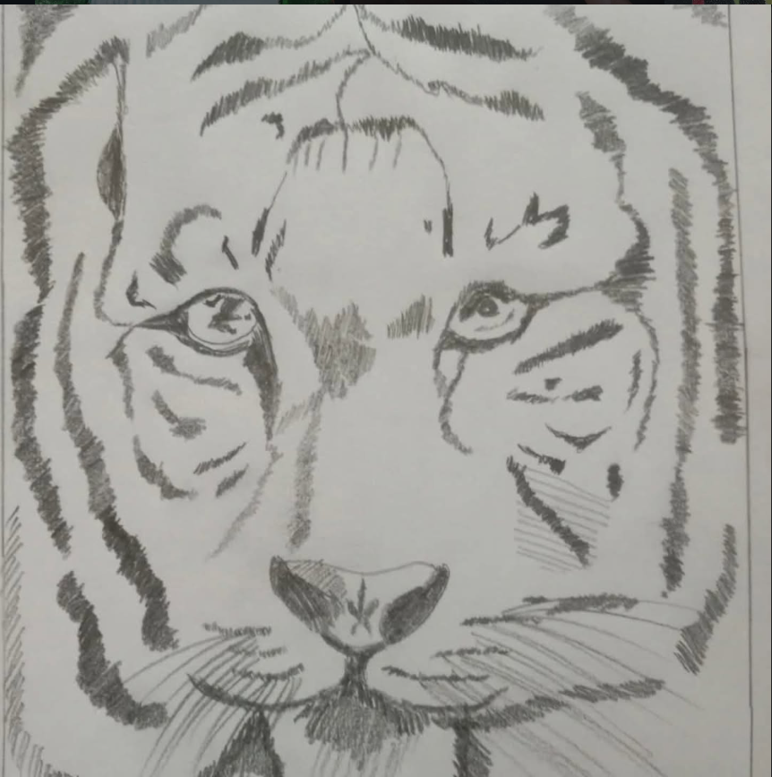 Tiger face — detailed pencil sketch drawing